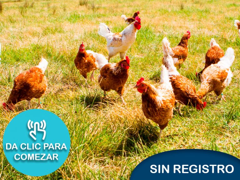 Salud y vacunación de gallinas
