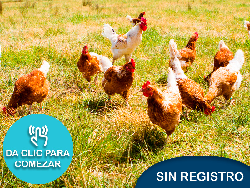 Salud y vacunación de gallinas