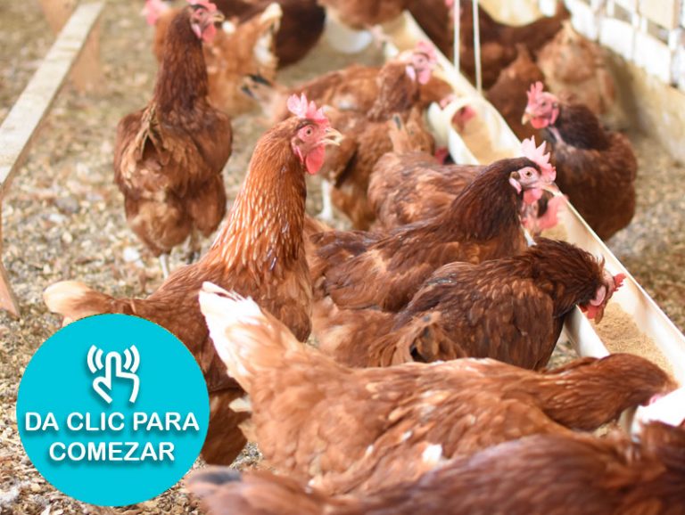 Nutrición y alimentación de las gallinas