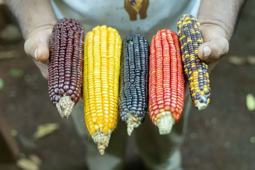 Diferentes variedades de maíz nativo de distintos colores y tamaños.