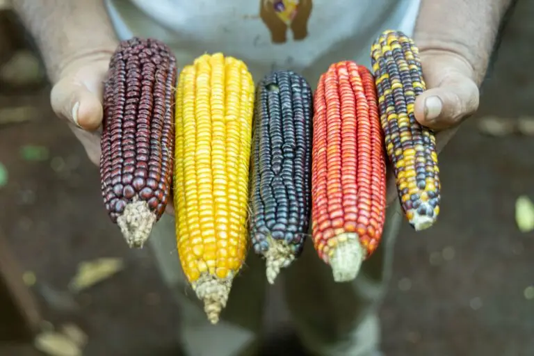 Diferentes variedades de maíz nativo de distintos colores y tamaños.