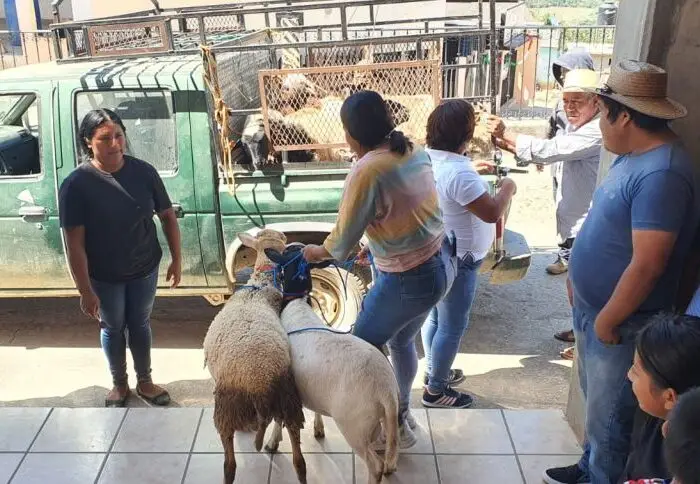 Personas al pendiente de la transportación de ovejas ganaderas