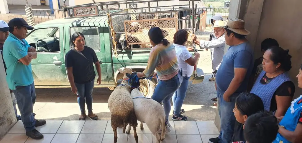 Personas al pendiente de la transportación de ovejas ganaderas
