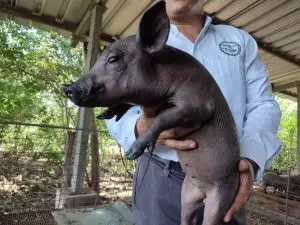 Hombre productor mostrando un cerdo cría saludable