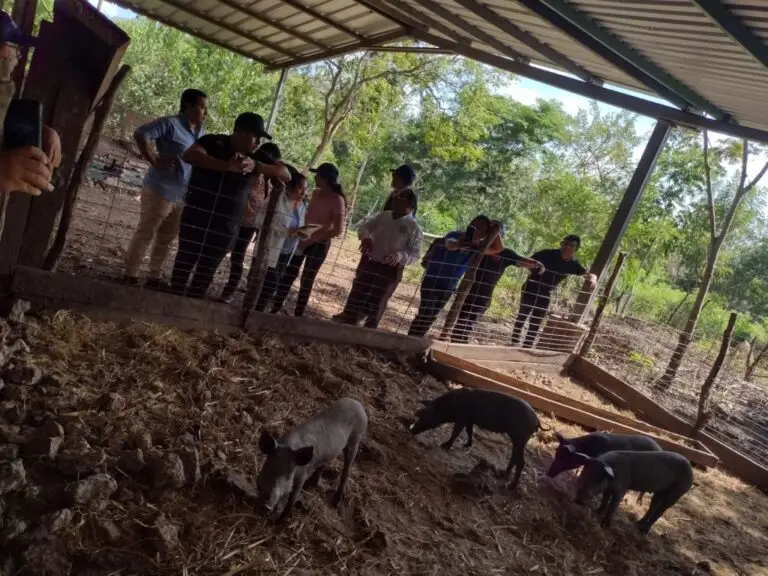 Grupo de personas mirando una pequeña granja de cerdos críos.