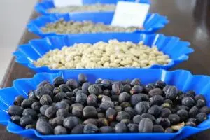Tipos de granos de café variedad de color y proceso