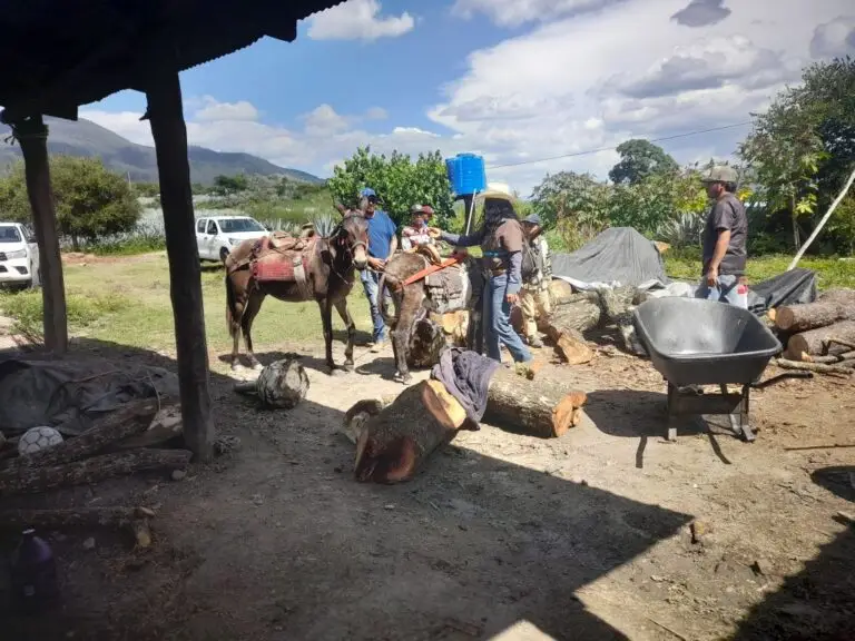 Pequeño grupo de personas y burros que forman parte de un entorno rural de maguey