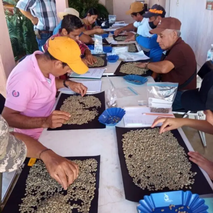 Grupo de hombres y mujeres recibiendo capacitación en el proceso de limpieza y relección de granos cafeteros