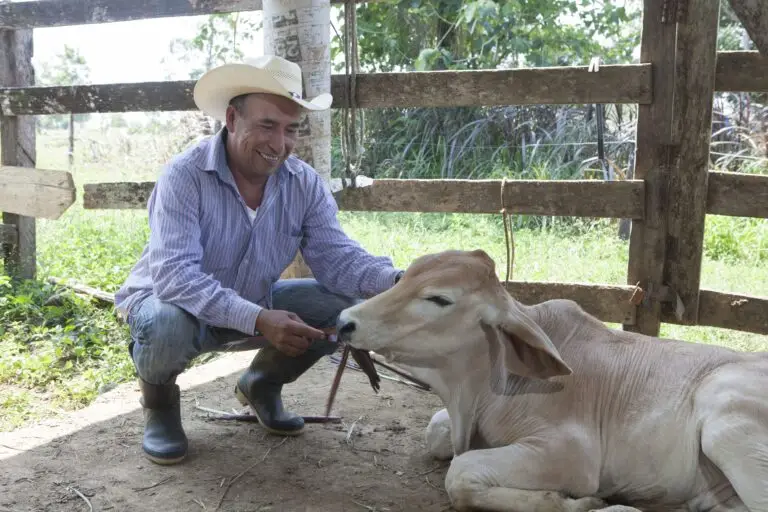Productor ganadero interactúa de forma cercana y alimenta a un becerro echado sobre la tierra dentro de un corral de madera rústico en una zona rural.