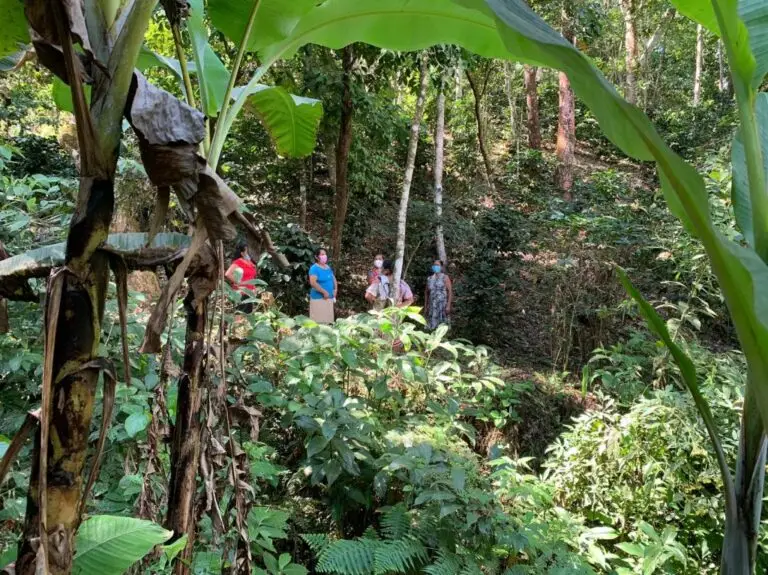 Mujeres productoras cafetaleras en zona rural en el campo