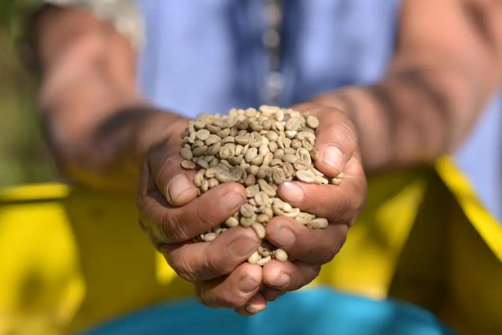 Primer plano de manos productoras sosteniendo granos de café