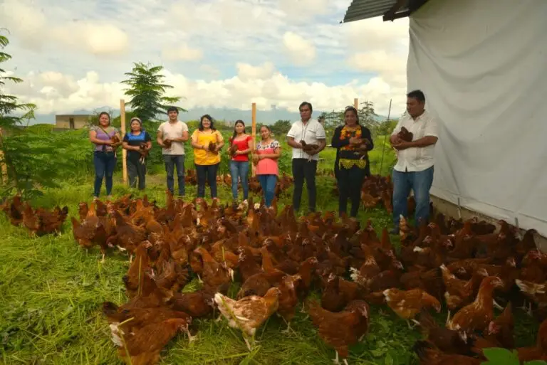 Blog_Logros-y-cierre-del-proyecto-Hatching-Hope-México_Gallina_4