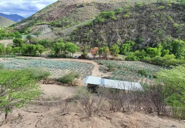 Blog_Mezcal,-Tradición-que-Inspira-Metas-en-Condiciones-Justas-en-Oaxaca-México_5
