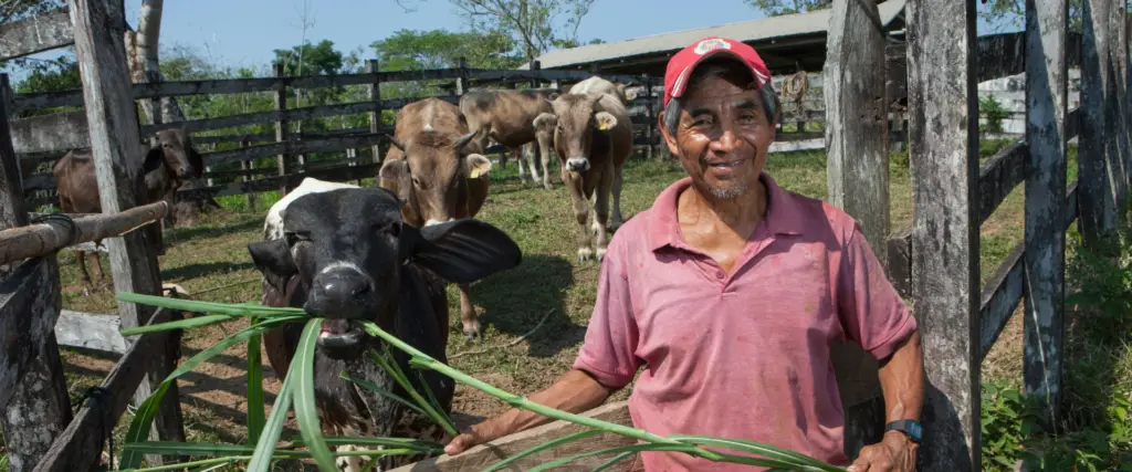 Productor alimentando a su ganado en una unidad de producción pecuaria, como parte de las iniciativas de ganadería regenerativa impulsadas por Heifer México para fortalecer sistemas productivos sostenibles.