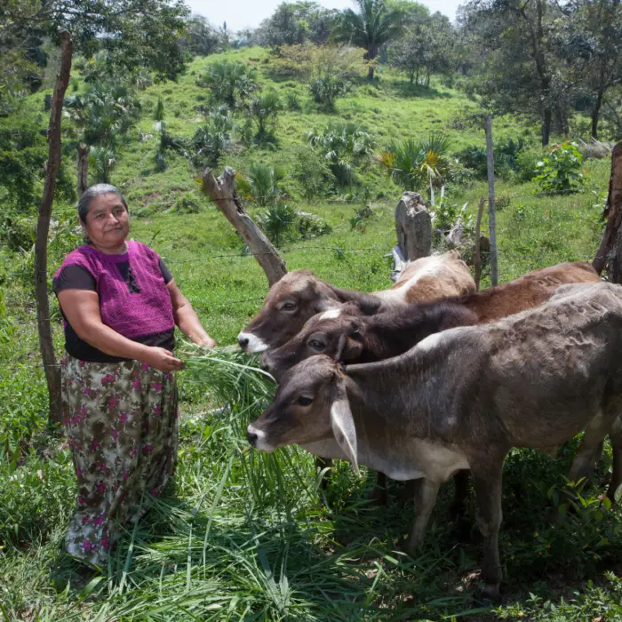 Mujer productora alimentando a varias reses con forraje en un sistema de ganadería regenerativa, como parte de las iniciativas de Heifer México para fortalecer medios de vida rurales sostenibles.