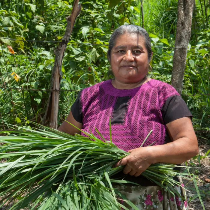 Productora rural sosteniendo un manojo de pasto para alimentar a su ganado, rodeada de vegetación en una comunidad participante de los programas de Heifer México.