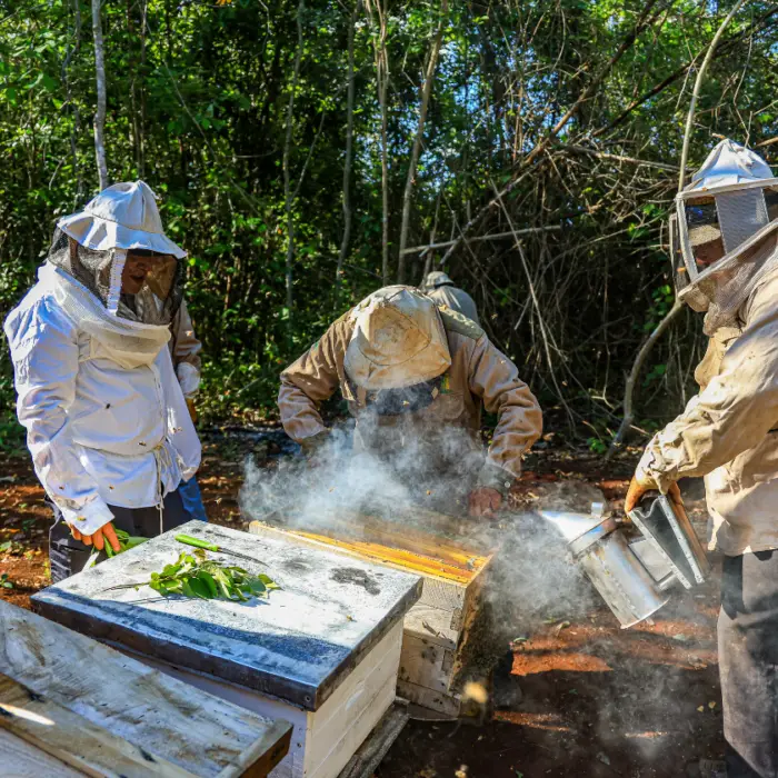Apicultores inspeccionan un marco de panal con abejas durante una revisión técnica de la colmena en campo.