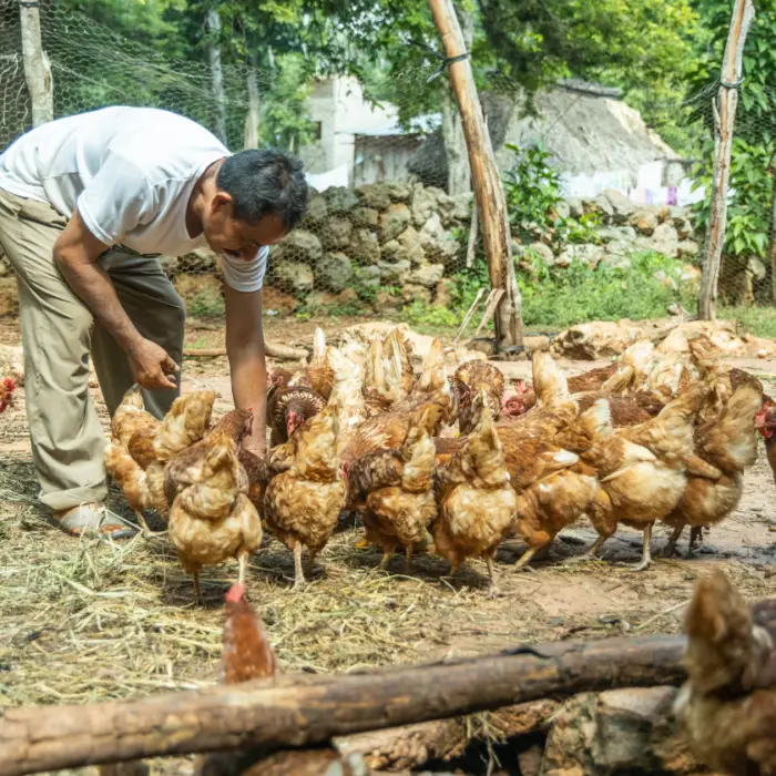 Productor alimenta una parvada de gallinas de libre pastoreo dentro de un sistema de producción avícola rural.
