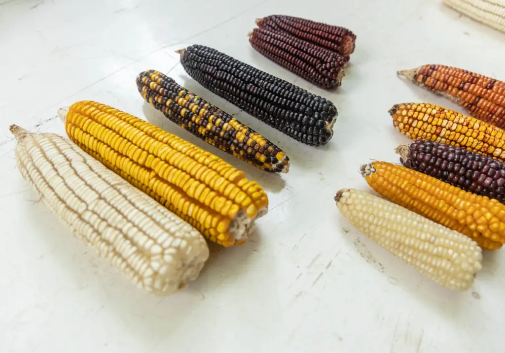 Mazorcas de maíz nativo de distintos colores y variedades colocadas sobre una mesa, representando la diversidad y conservación de semillas criollas.