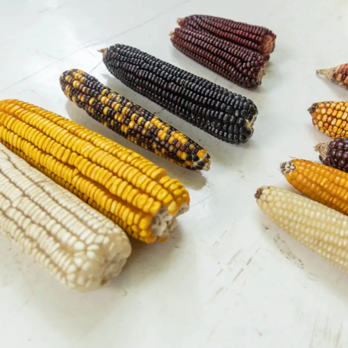 Mazorcas de maíz nativo de distintos colores y variedades colocadas sobre una mesa, representando la diversidad y conservación de semillas criollas.