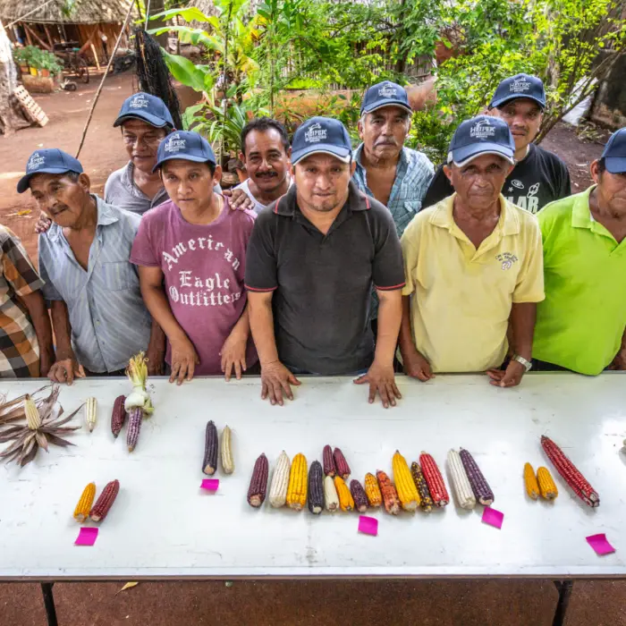 Grupo de productores muestra distintas variedades de maíz nativo sobre una mesa durante un encuentro comunitario de intercambio y conservación de semillas.
