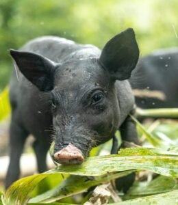Primer plano de un lechón negro explorando entre hojas y vegetación dentro de un sistema de producción porcina de traspatio.