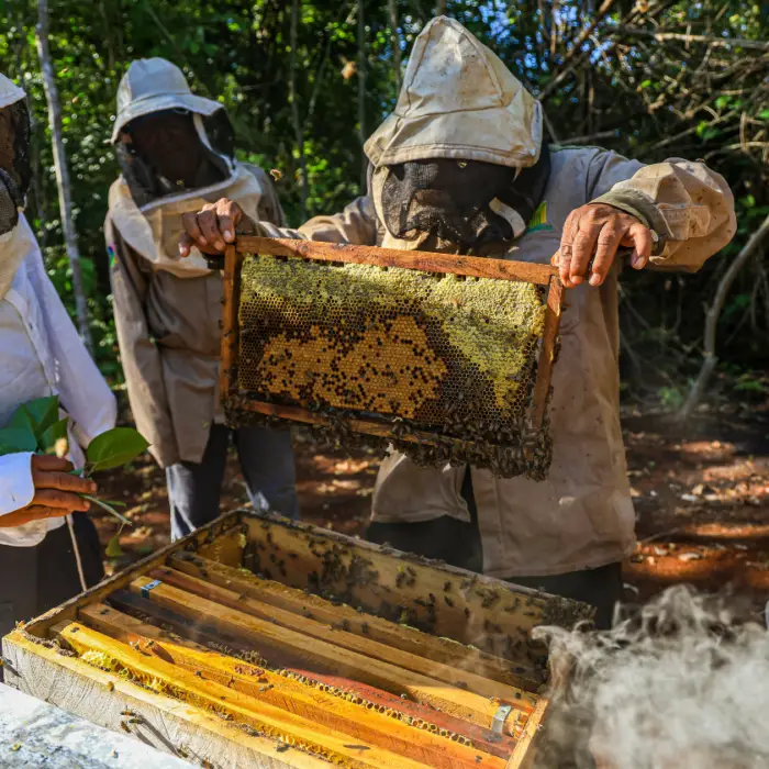 Primer plano de cinco mazorcas de maíz nativo de distintos colores —morado, amarillo, azul, rojo y multicolor— sostenidas por una persona, representando la diversidad de semillas criollas y la conservación de la agrobiodiversidad.