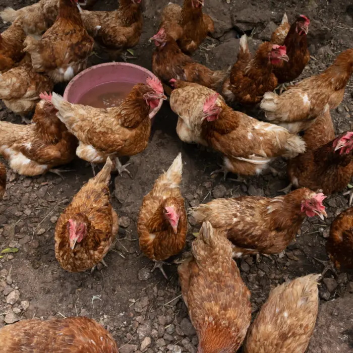 Grupo de gallinas de libre pastoreo en un patio rural, parte de un sistema de producción avícola familiar que contribuye a la seguridad alimentaria y la generación de ingresos.