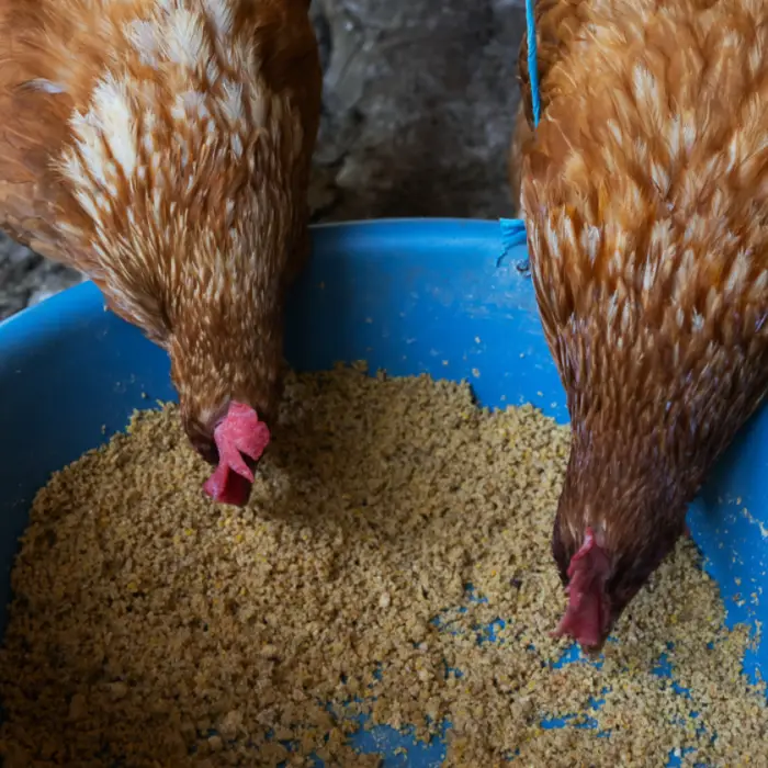 Dos gallinas se alimentan en un comedero dentro de un gallinero, como parte del manejo diario para mantener una producción de huevos saludable y sostenible.