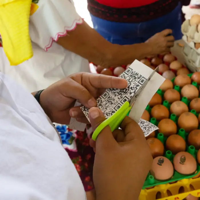 Persona recorta etiquetas con códigos QR mientras organiza y clasifica huevos frescos junto a otras mujeres, fortaleciendo la comercialización de productos avícolas comunitarios.