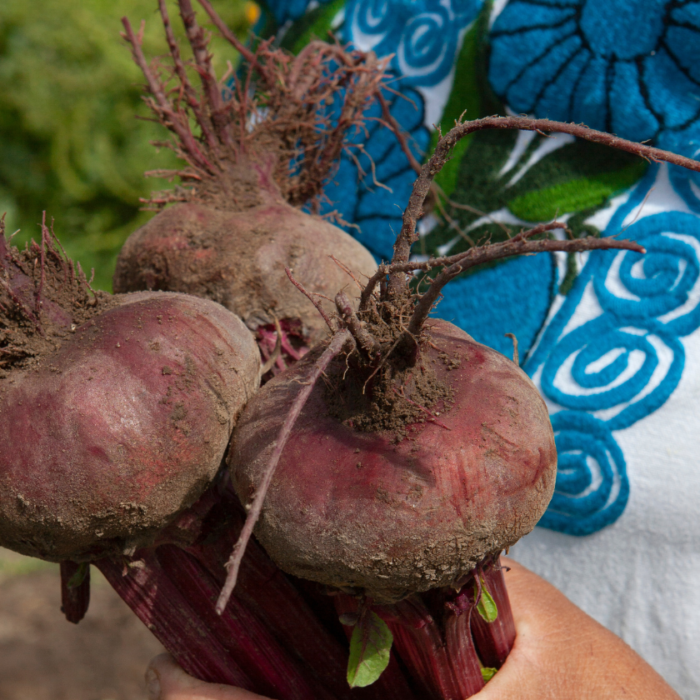Persona sostiene betabeles recién cosechados, mostrando productos obtenidos mediante prácticas de agricultura familiar.