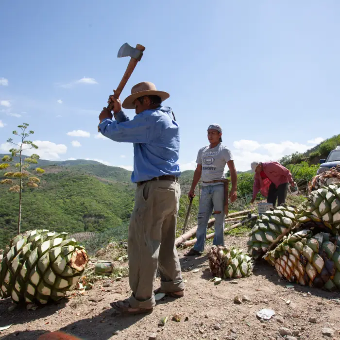 Productores cosechan piñas de agave en una ladera montañosa como parte del manejo sostenible del cultivo y el aprovechamiento de recursos locales.