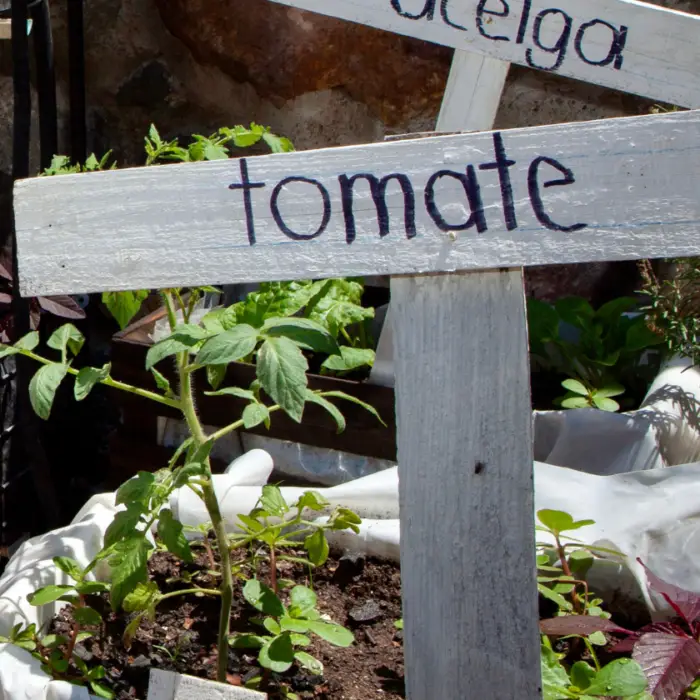 Huerto agroecológico con cultivos de tomate y otras hortalizas identificadas mediante letreros de madera, como parte de un sistema de producción diversificado impulsado por familias productoras.