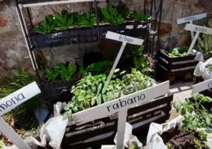 Camas de cultivo con lechugas, rábanos, acelgas y otras hortalizas organizadas en un huerto familiar con señalización para cada especie.