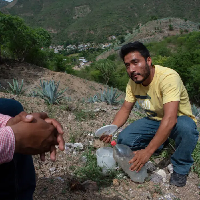 Productor de agave