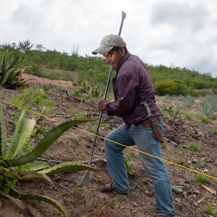 Productor realiza labores de manejo en una plantación de agave utilizando herramientas manuales para el cuidado y establecimiento del cultivo.