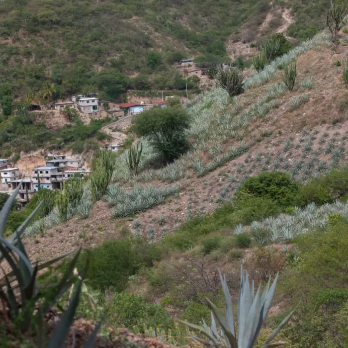 Vista panorámica de una ladera con plantaciones de agave integradas al paisaje rural y comunidades cercanas.