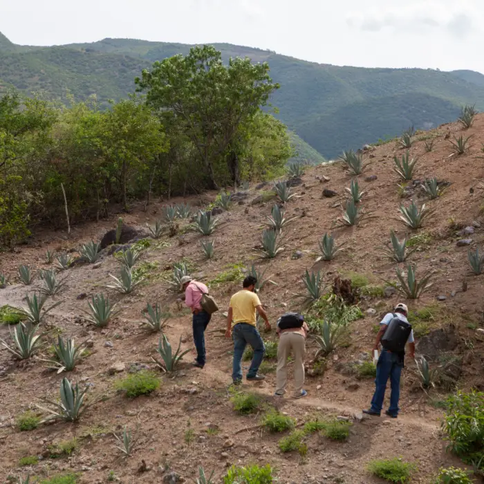 Productores recorren una parcela de agave para evaluar el desarrollo del cultivo y dar seguimiento a prácticas de manejo sostenible.