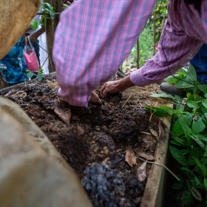 Productor manipula composta elaborada con pulpa de café para mejorar la fertilidad del suelo y promover prácticas agrícolas sostenibles.