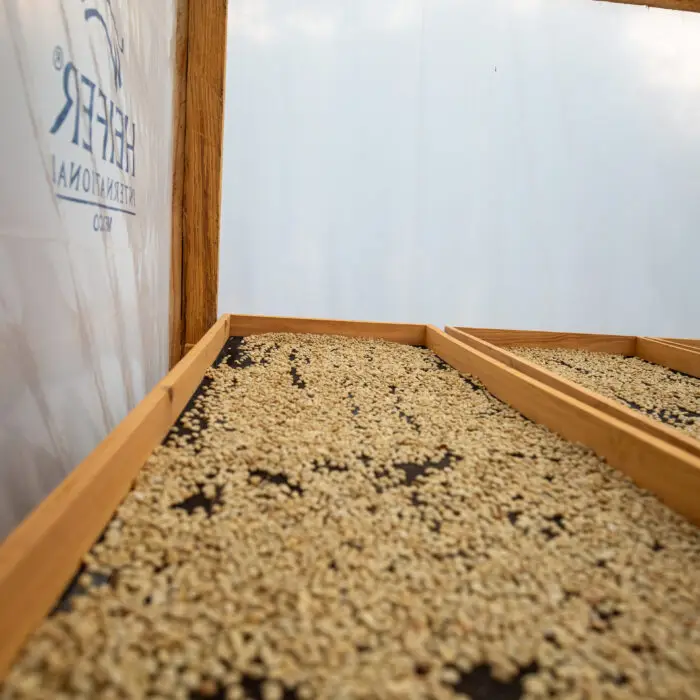 Granos de café pergamino distribuidos sobre camas de secado dentro de un secador solar para controlar la humedad y preservar su calidad.