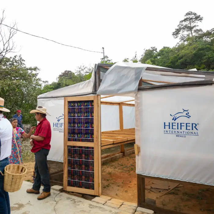 Vista exterior de un secador solar de café instalado por Heifer México para fortalecer el procesamiento poscosecha en comunidades cafetaleras.
