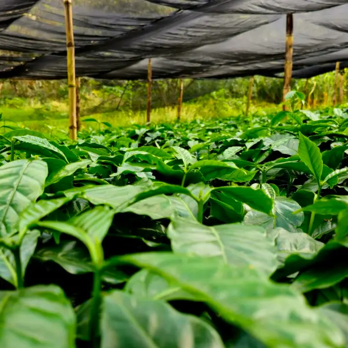 Plántulas de café en vivero bajo malla sombra, cultivadas para fortalecer la renovación y establecimiento de cafetales.