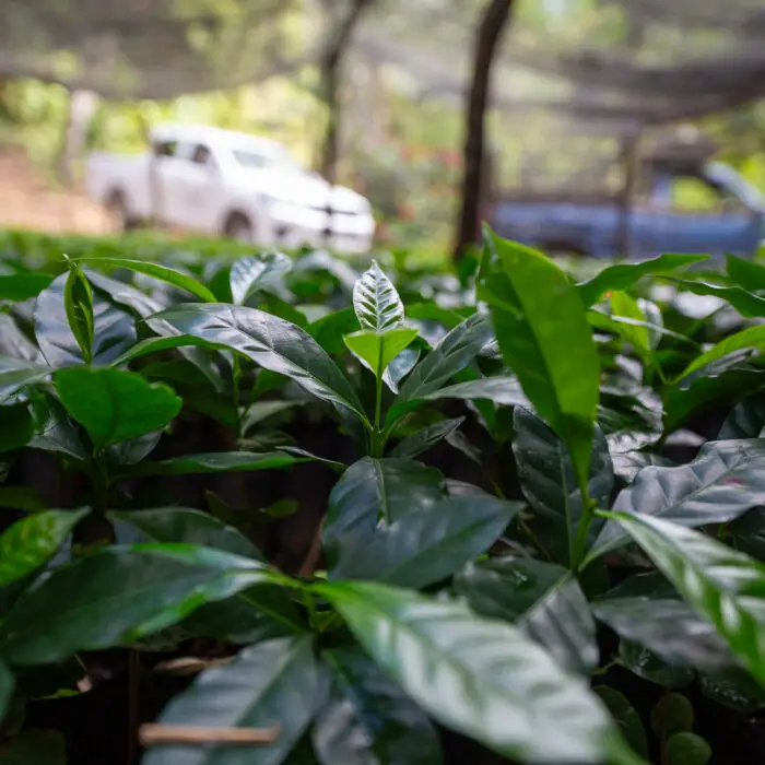 Vista de plántulas de café creciendo en vivero protegido, preparadas para su trasplante a parcelas productivas.