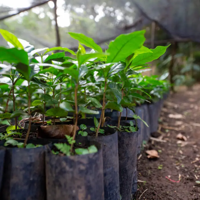 Plantas jóvenes de café en bolsas de vivero listas para continuar su desarrollo antes de ser establecidas en campo.