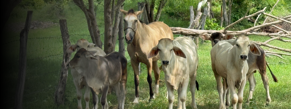 Ganado bovino y un caballo pastando en un sistema de ganadería regenerativa que integra el manejo sostenible de los animales y la conservación del paisaje rural.