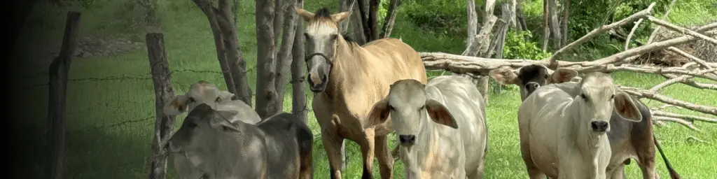 Ganado bovino y un caballo permanecen en un sistema de pastoreo bajo árboles, promoviendo prácticas de ganadería regenerativa y manejo sostenible del paisaje.