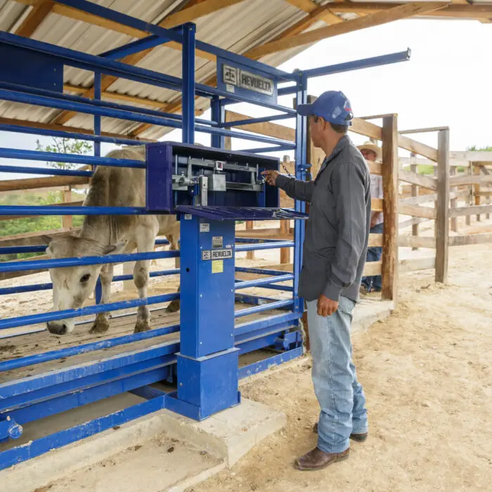 Productor utilizando una báscula ganadera para el pesaje de bovinos, como parte del monitoreo y manejo técnico del hato.