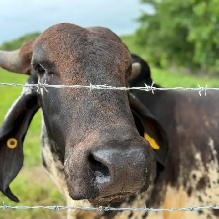 Primer plano de un bovino detrás de un cercado, representando el manejo responsable del ganado en un sistema de producción pecuaria.