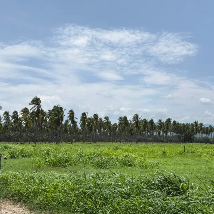 Paisaje de pastizales y palmares que forman parte de un sistema productivo donde se promueve el manejo sostenible del suelo y la conservación del entorno natural.