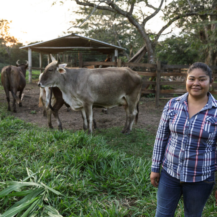 Productora rural en un potrero con ganado bovino al atardecer, representando el trabajo cotidiano en sistemas ganaderos sostenibles.
